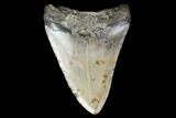 Fossil Megalodon Tooth - North Carolina #119431-2